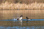 Canada geese