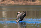 Canada goose