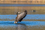 Canada goose