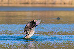 Canada goose