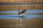 Canada goose