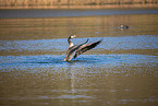 Canada goose