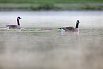 Canada geese