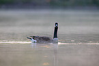 Canada goose
