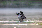 Canada goose