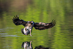 Canada goose