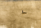 Canada goose