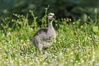 Canada goose