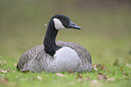 Canada goose