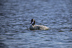 Canada goose