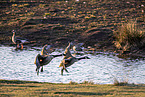Canada geese