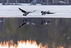 Canada geese