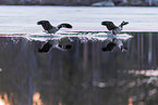 Canada geese