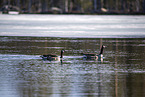 Canada geese