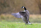 Canada goose