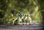 Canada goose chick