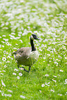 Canada goose