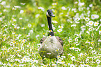 Canada goose