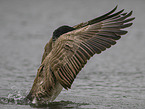 canada goose