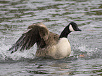 canada goose