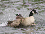 canada goose