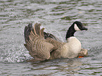 canada goose
