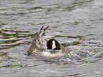 canada goose