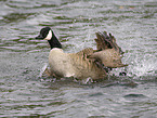 canada goose