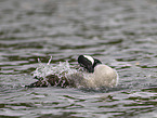 canada goose