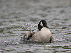 canada goose