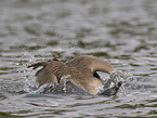 canada goose