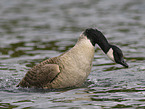 canada goose