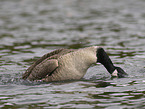 canada goose