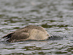 canada goose