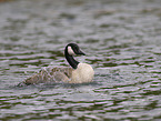 canada goose