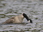 canada goose