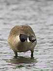 canada goose