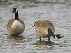 canada goose