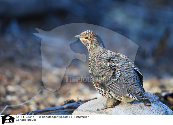 Tannenhuhn / Canada grouse / FF-02347