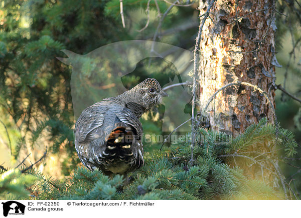 Tannenhuhn / Canada grouse / FF-02350