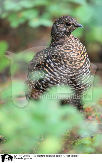 Tannenhuhn / Canada grouse / FF-05753
