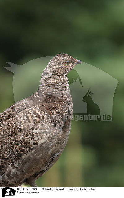 Tannenhuhn / Canada grouse / FF-05763