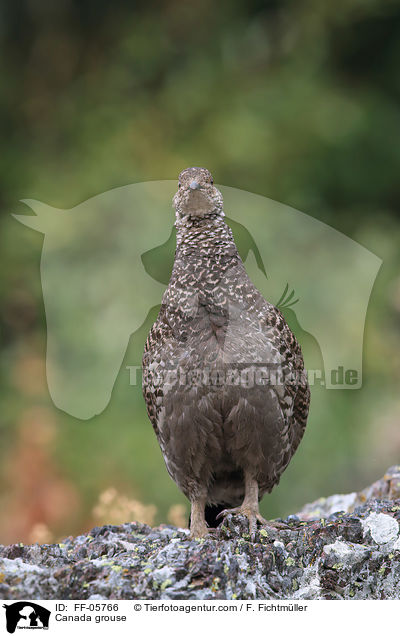 Canada grouse / FF-05766