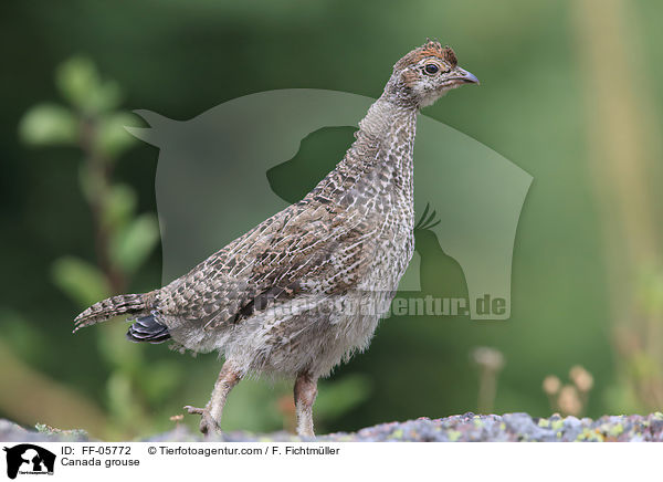 Canada grouse / FF-05772