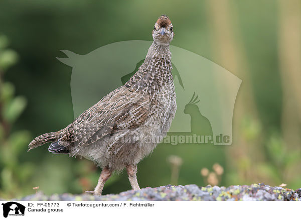 Tannenhuhn / Canada grouse / FF-05773