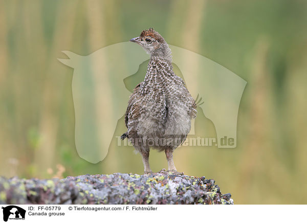 Canada grouse / FF-05779