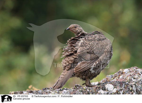 Canada grouse / FF-05783