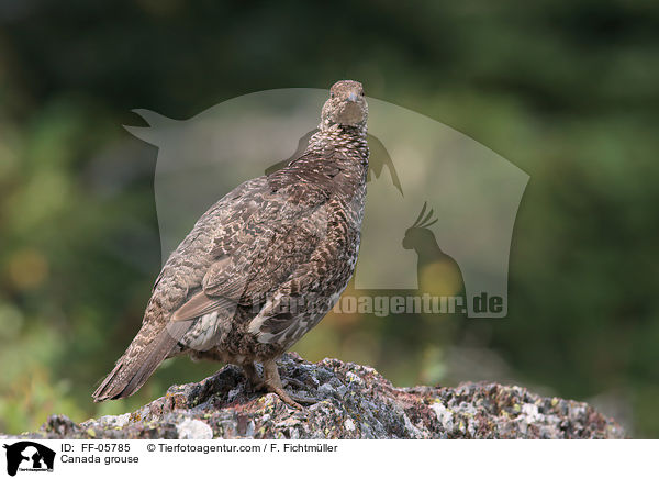 Canada grouse / FF-05785