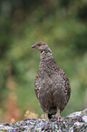 Canada grouse