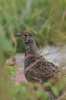 Canada grouse